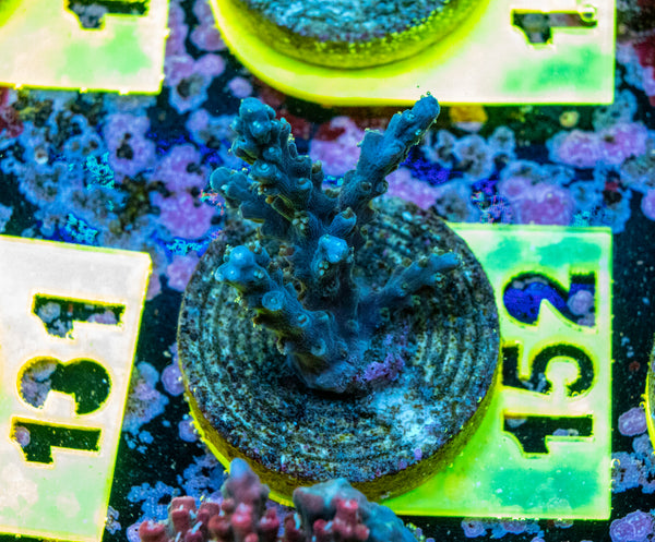 AMA SPS Frag 152
