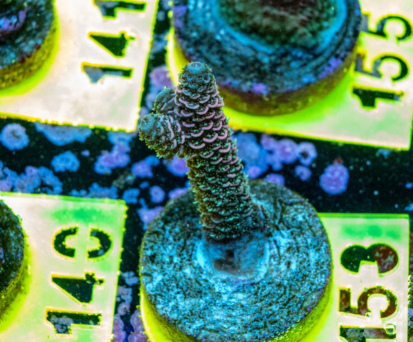 AMA SPS Frag 153