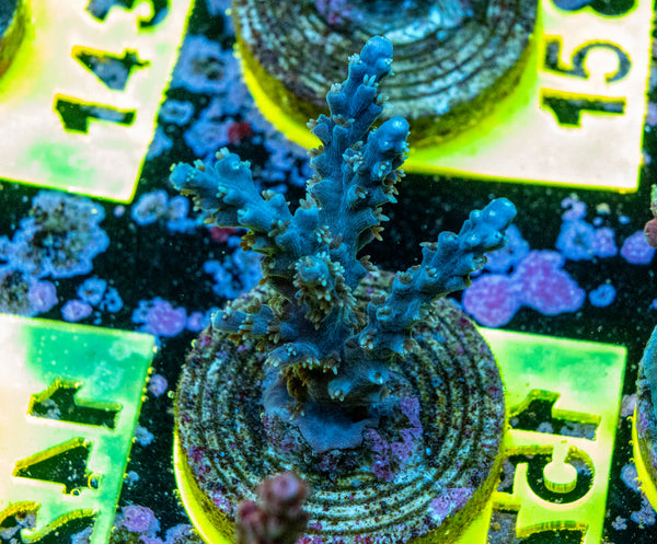 AMA SPS Frag 157