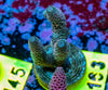 AMA SPS Frag 163