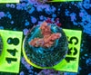 AMA SPS Frag 165 'Scorched Earth'