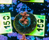 AMA SPS Frag 169 'Scorched Earth'