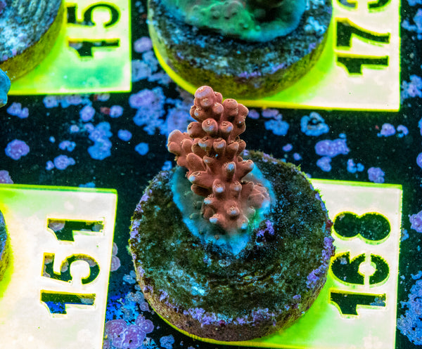 AMA SPS Frag 168 'Scorched Earth'