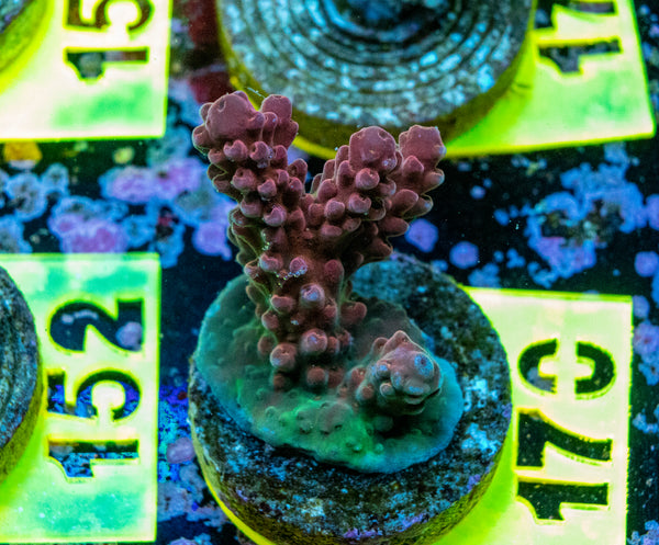 AMA SPS Frag 170 'Cherry blossom'