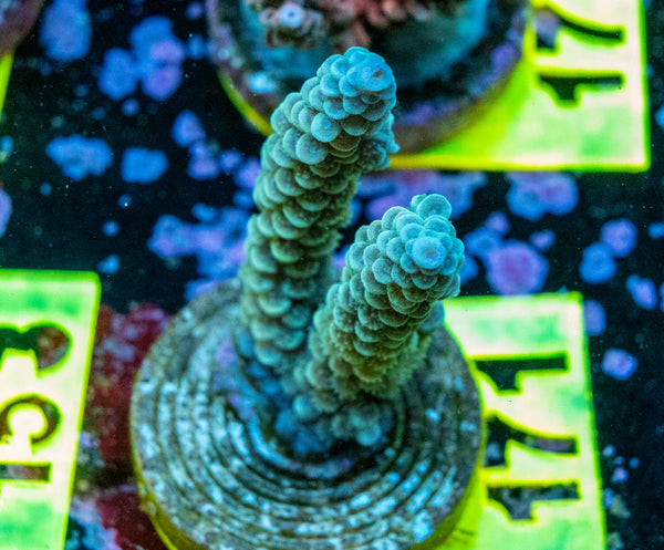 AMA SPS Frag 171