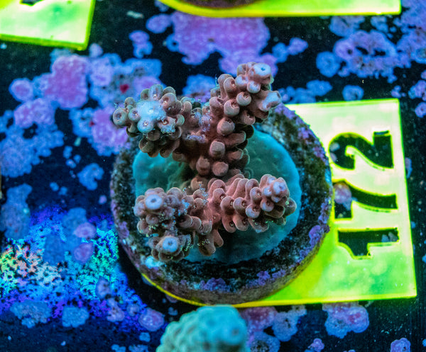 AMA SPS Frag 172