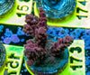 AMA SPS Frag 173 'Cherry Blossom'