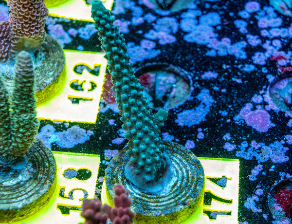 AMA SPS Frag 174