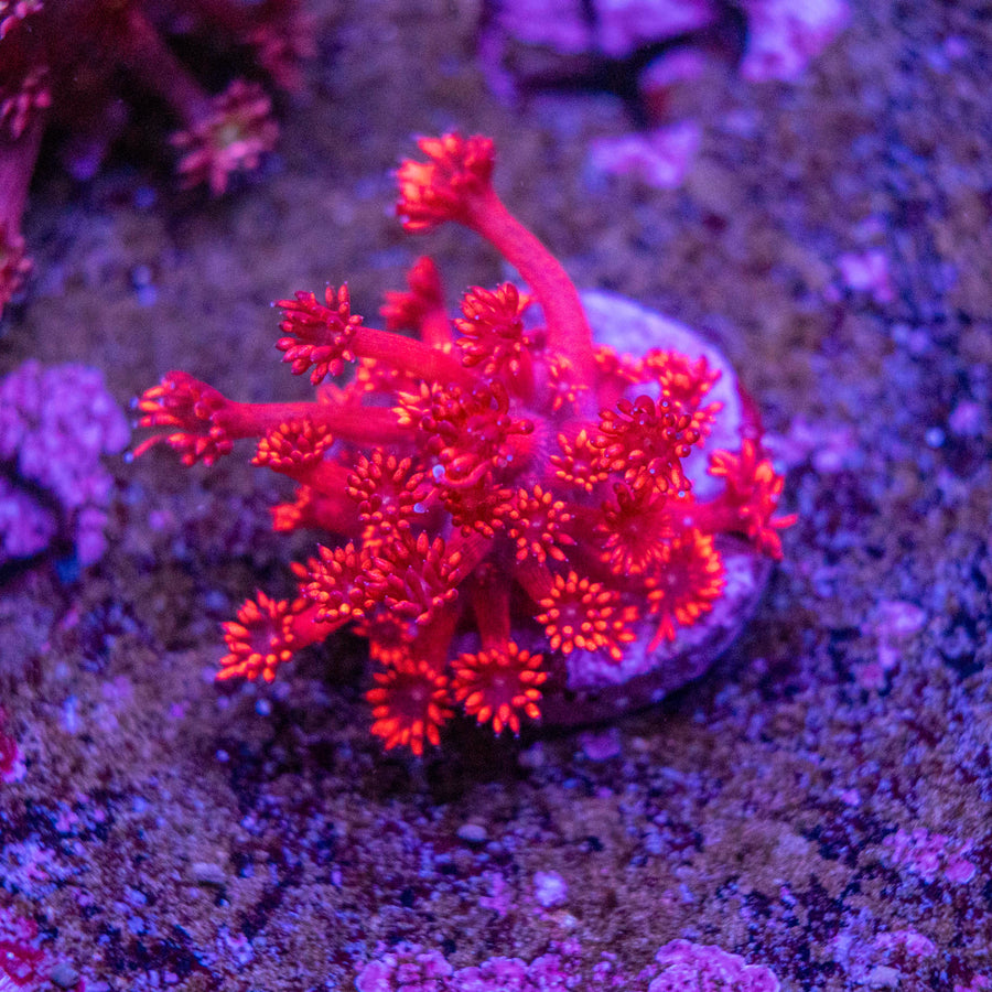 WYSIWYG Goniopora LPS Coral Frag