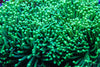 Green Stem Torch (Per Head)