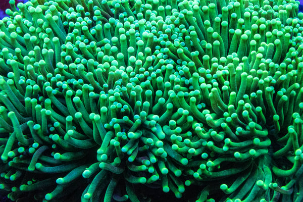 Green Stem Torch (Per Head)