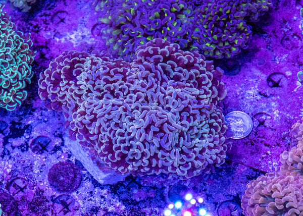 Hammer (20c Coin For Size Comparison)