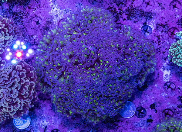 Hammer (20c Coin For Size Comparison)