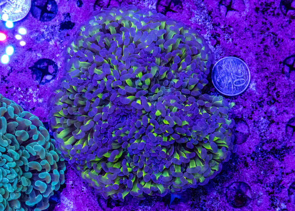 Reverse Hammer (20c Coin For Size Comparison)