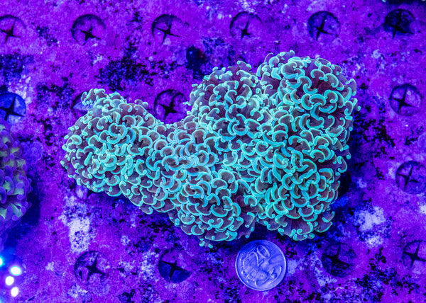 Hammer (20c Coin For Size Comparison)