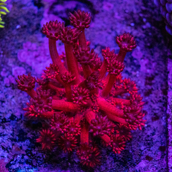 Red Goniopora Frag (Aquacultured)