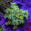 Highlighter Goniopora Frag (Aquacultured)
