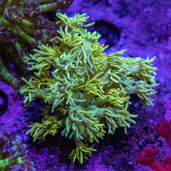 Highlighter Goniopora Frag (Aquacultured)