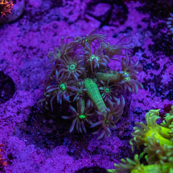 Goniopora Frag (Aquacultured)
