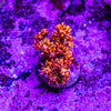 Amazeballs Goniopora Frag (Aquacultured)