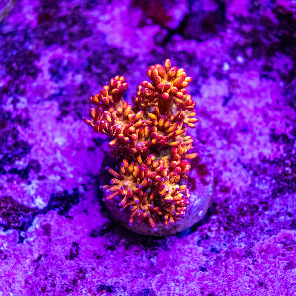 Amazeballs Goniopora Frag (Aquacultured)