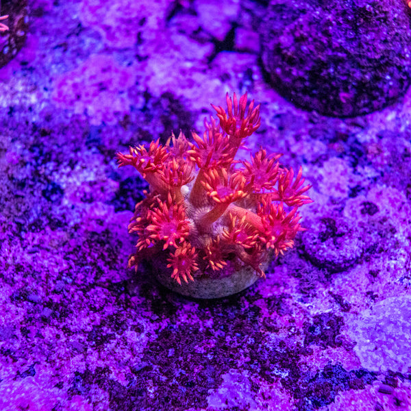 Promethius Goniopora Frag (Aquacultured)