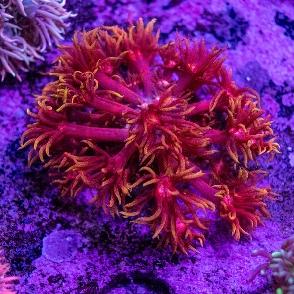 Flaming Good Goniopora Frag (Aquacultured)