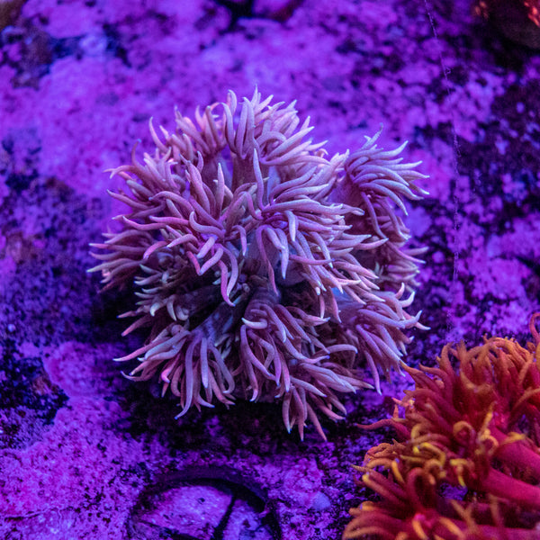 Goniopora Frag (Aquacultured)