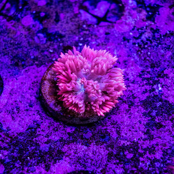 Goniopora Frag (Aquacultured)
