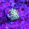 Goniopora Frag (Aquacultured)