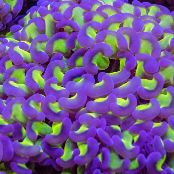 Reverse Hammer (Assorted)