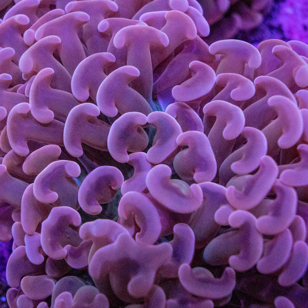 Purple Hammer (Assorted)