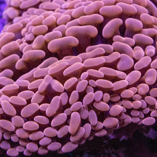 Orange Hammer (Assorted)