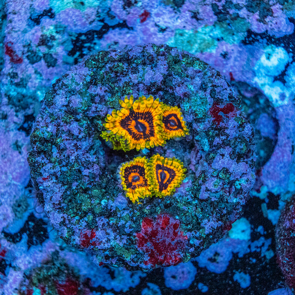 Adonis Zoa Frag