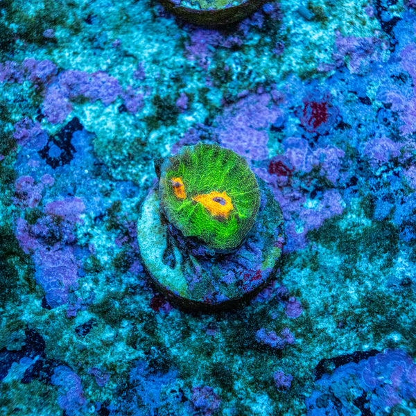 Raja Rampage Chalice Frag