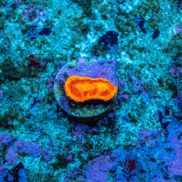Jelly Bean Chalice Frag