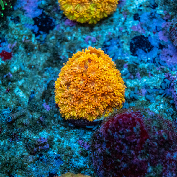 Bernardapora Frag (PoritesXGoniopora)