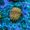 Bernardapora Frag (PoritesXGoniopora)