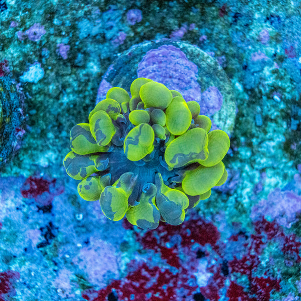 Bubble Coral Frag