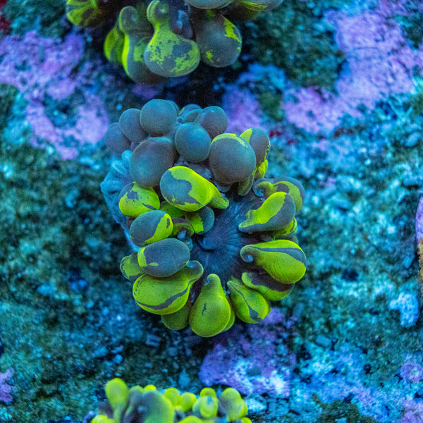 Bubble Coral Frag