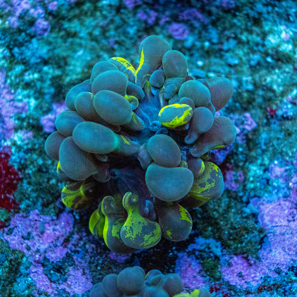 Bubble Coral Frag