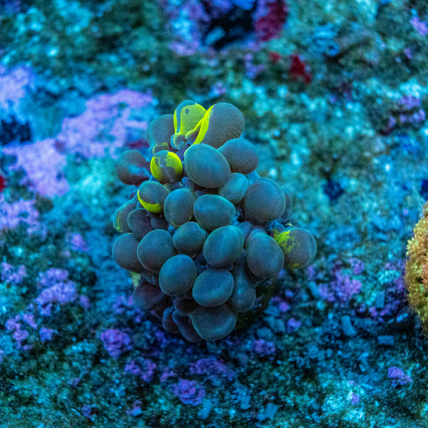 Bubble Coral Frag