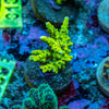 Green Goblin Anacropora