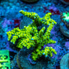 Green Goblin Anacropora