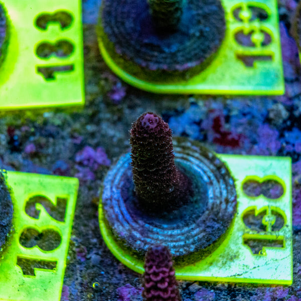AMA SPS Frag 168