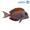 Lavender Tang (Acanthurus nigrofuscus)
