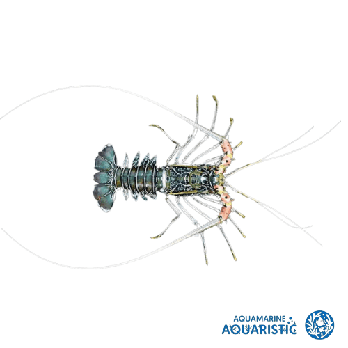 Painted Crayfish (Panulirus versicolor)