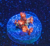 Ring Of Fire Goniopora Frag (2nd Release)
