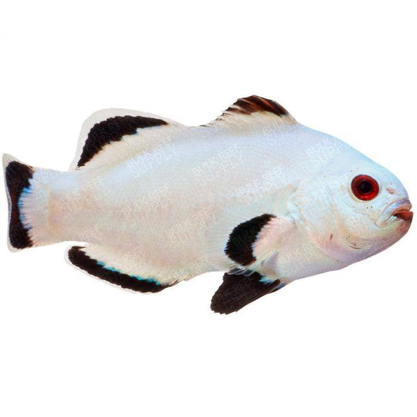 Snow storm clownfish (Amphiprion ocellaris)