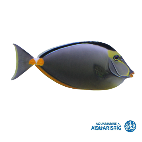 Lipstick Tang (Naso lituratus)